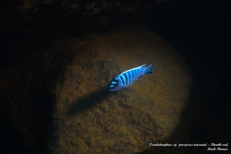 Pseudotropheus sp. 'perspicax tanzania' Thumbi Reef